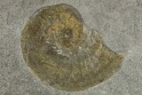 Fossil Ammonite (Hildoceras) Plate - Posidonia Shale, Germany #262698-2